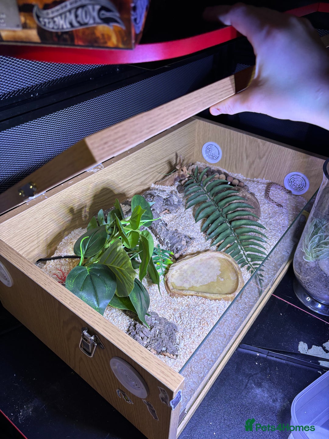 Mixed Breed reptiles for sale: Hognose snake baby and set up  - Advert 4