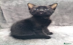 Mixed Breed cats for sale: 3 beautiful tux and black kittens for sale  - Image 10