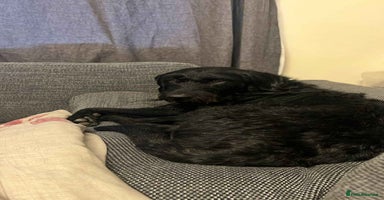 Mixed Breed dogs Stunning Litter of Labradoodle x Pyrenees - Advert 6