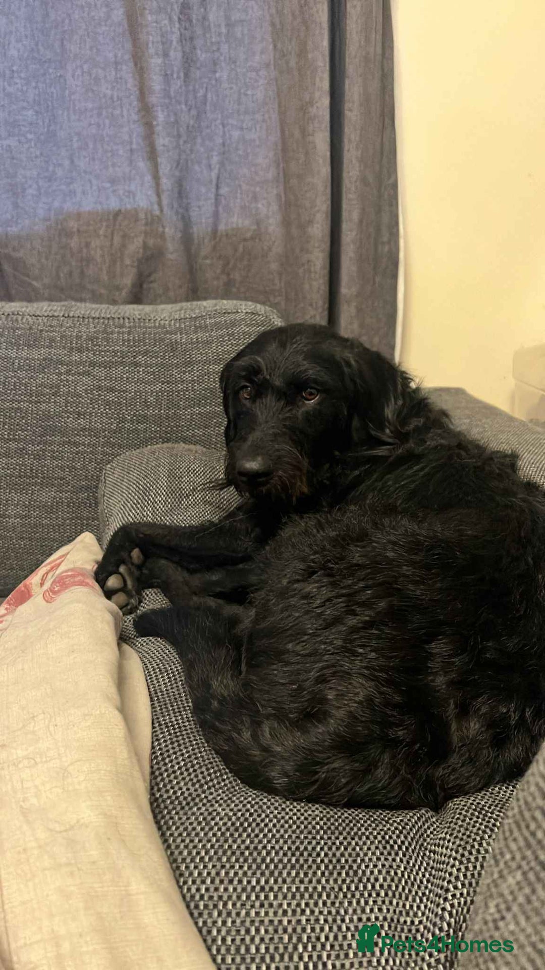 Mixed Breed dogs for sale: Stunning Litter of Labradoodle x Pyrenees - Advert 2