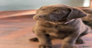 Labrador Retriever dogs - Advert 14