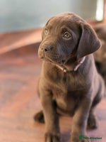 Labrador Retriever dogs - Advert 1