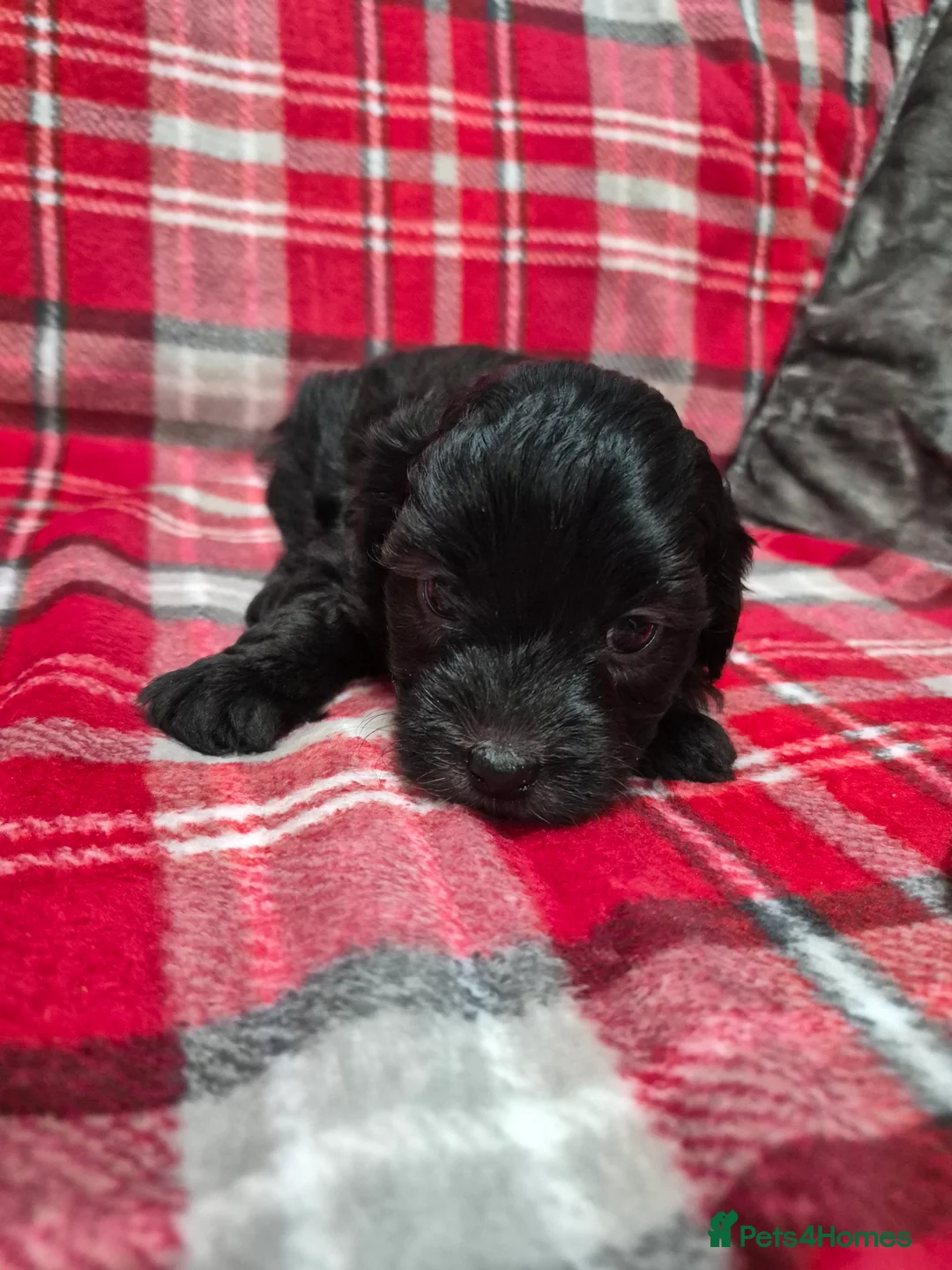 Maltipoo dogs for sale: F1 generation Maltipoo's - Advert 17