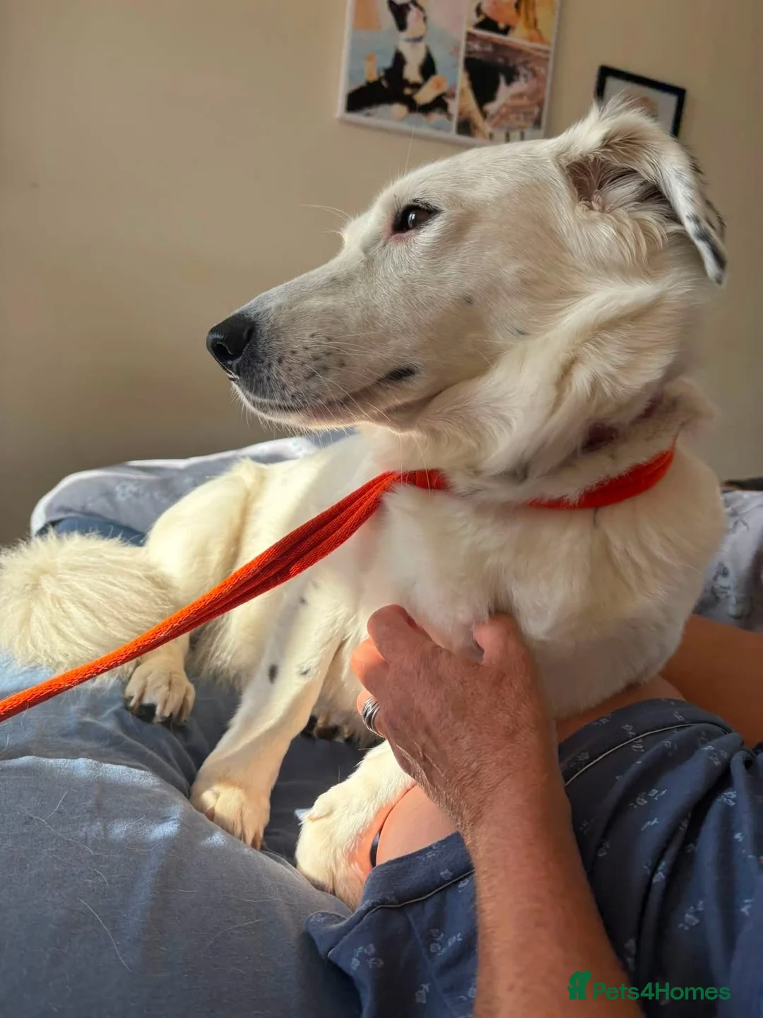 Mixed Breed dogs for adoption: Mica - Norwich Norfolk  in Norwich - Advert 18