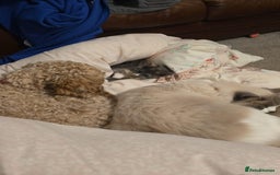 Ragdoll cats for sale: Simba neutered ragdoll  - Image 13