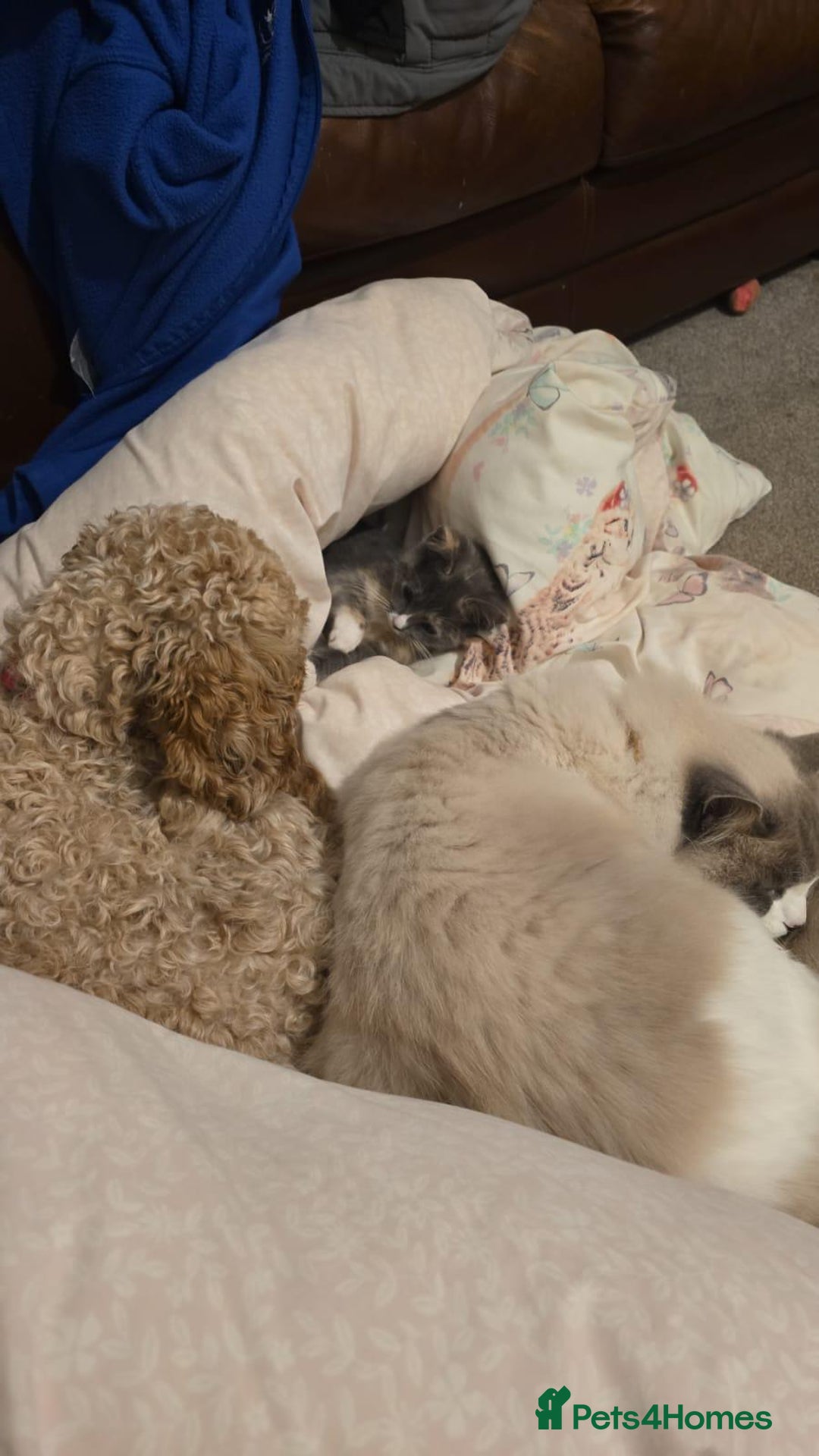 Ragdoll cats for sale: Simba neutered ragdoll  - Image 13