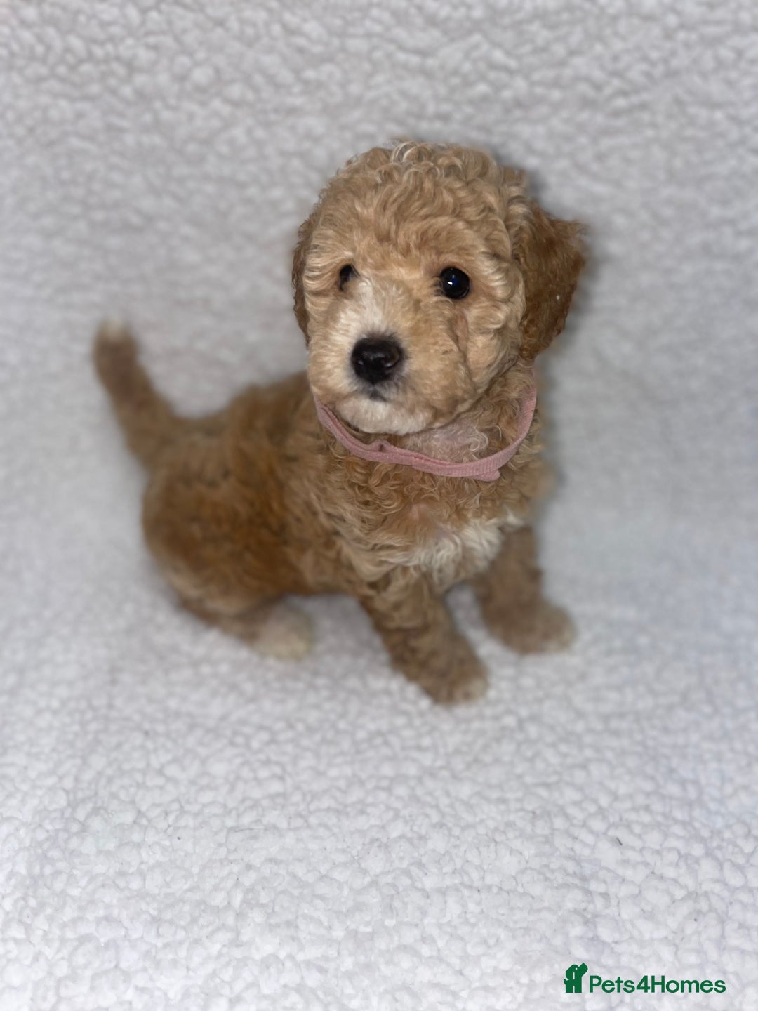 Toy Poodle dogs for sale: Toy poodles  - Image 24