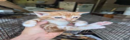 Mixed Breed cats for sale: Ginger kittens  - Advert 2