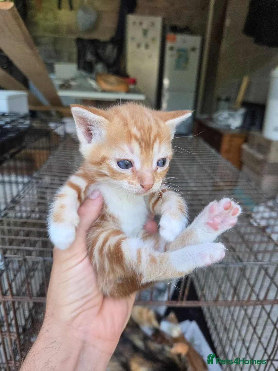 Mixed Breed cats for sale: Ginger kittens  - Advert 2