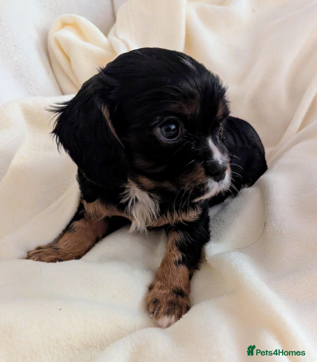 Cavalier King Charles Spaniel dogs for sale: Health Tested Cavalier King Charles Spaniel Puppy - Advert 3