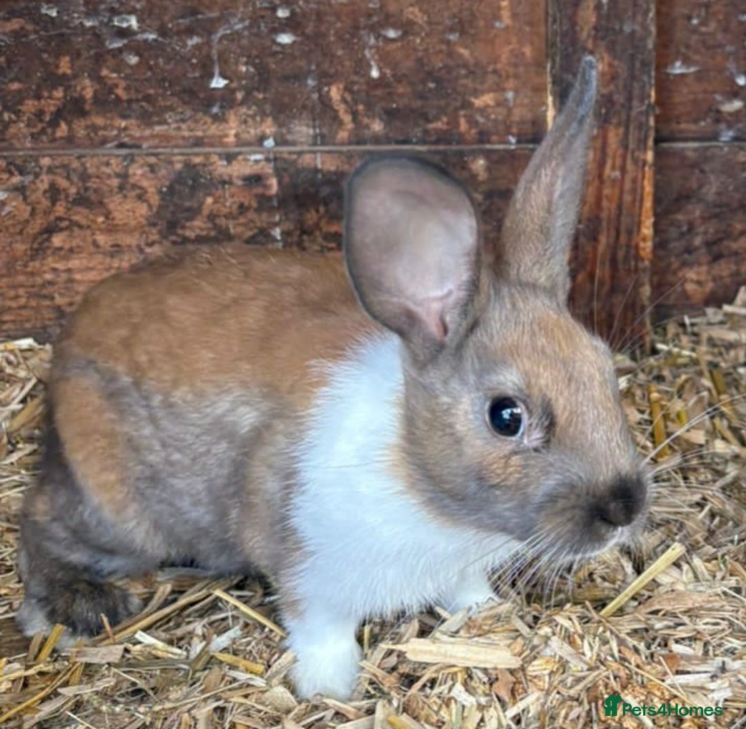 Mixed Breed rabbits for sale: Male and female rabbit - Image 3