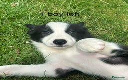 Border Collie dogs for sale: BORDER COLLIE PUPS 1 BOY LEF - Image 10