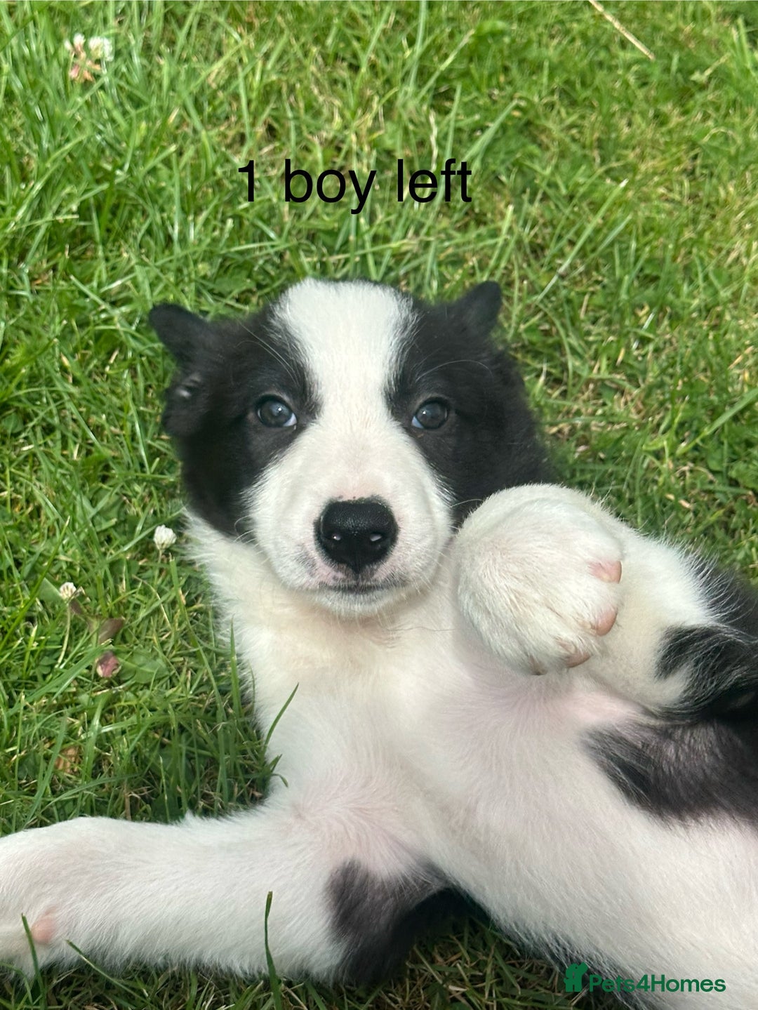 Border Collie dogs for sale: BORDER COLLIE PUPS 1 BOY LEF - Image 10