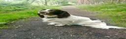 Sprocker dogs for sale: Sprocker puppies  - Advert 1