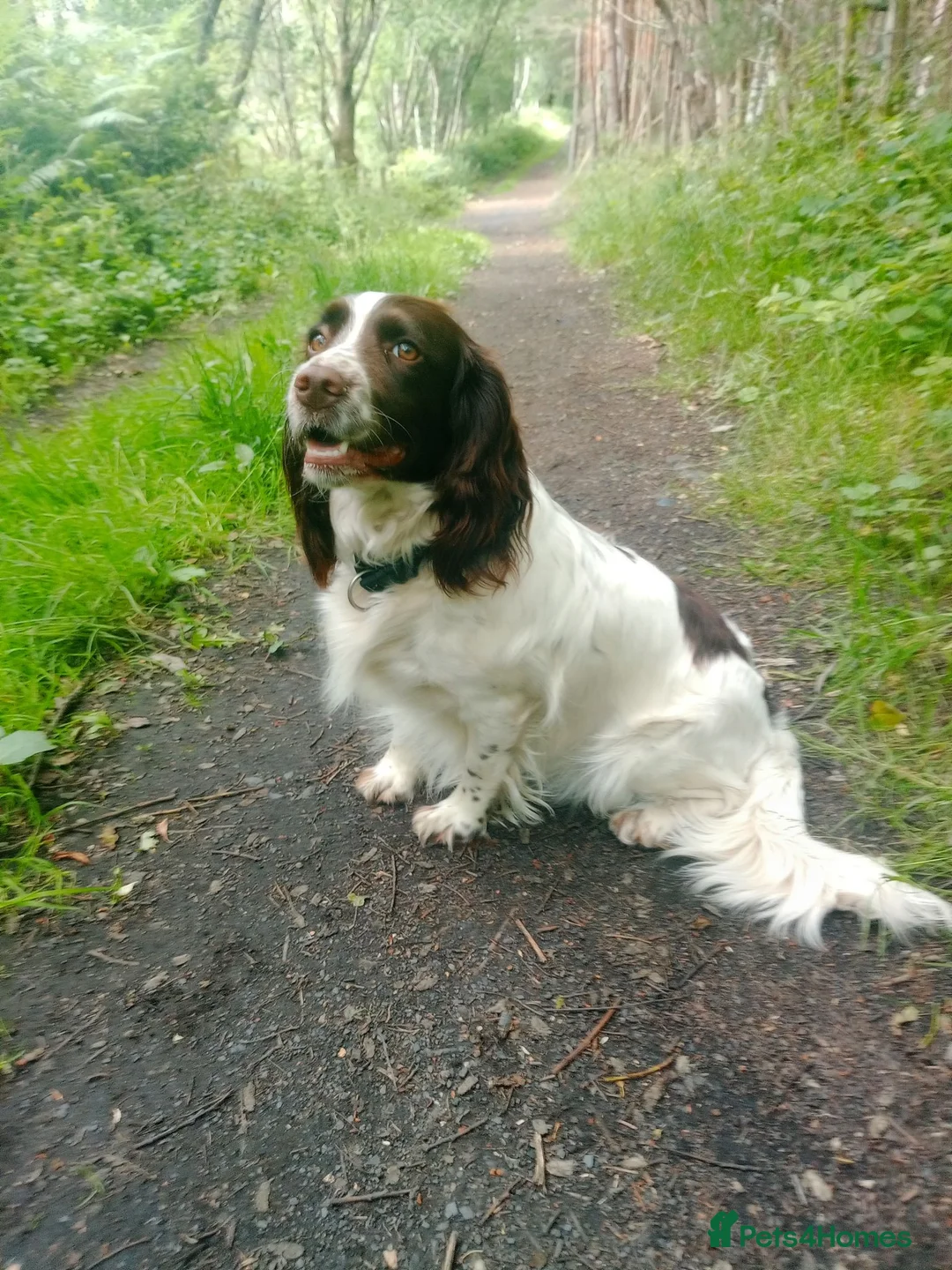 Sprocker dogs for sale: Sprocker puppies  - Advert 1