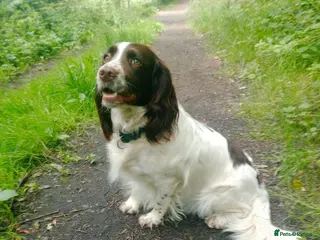 Sprocker dogs Sprocker puppies - Advert 4