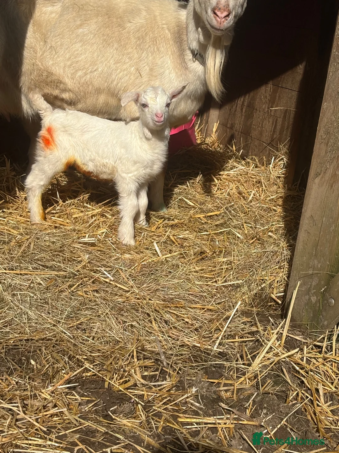 Goats livestock for sale: Two sets of saanen twins in Craven Arms - Advert 2