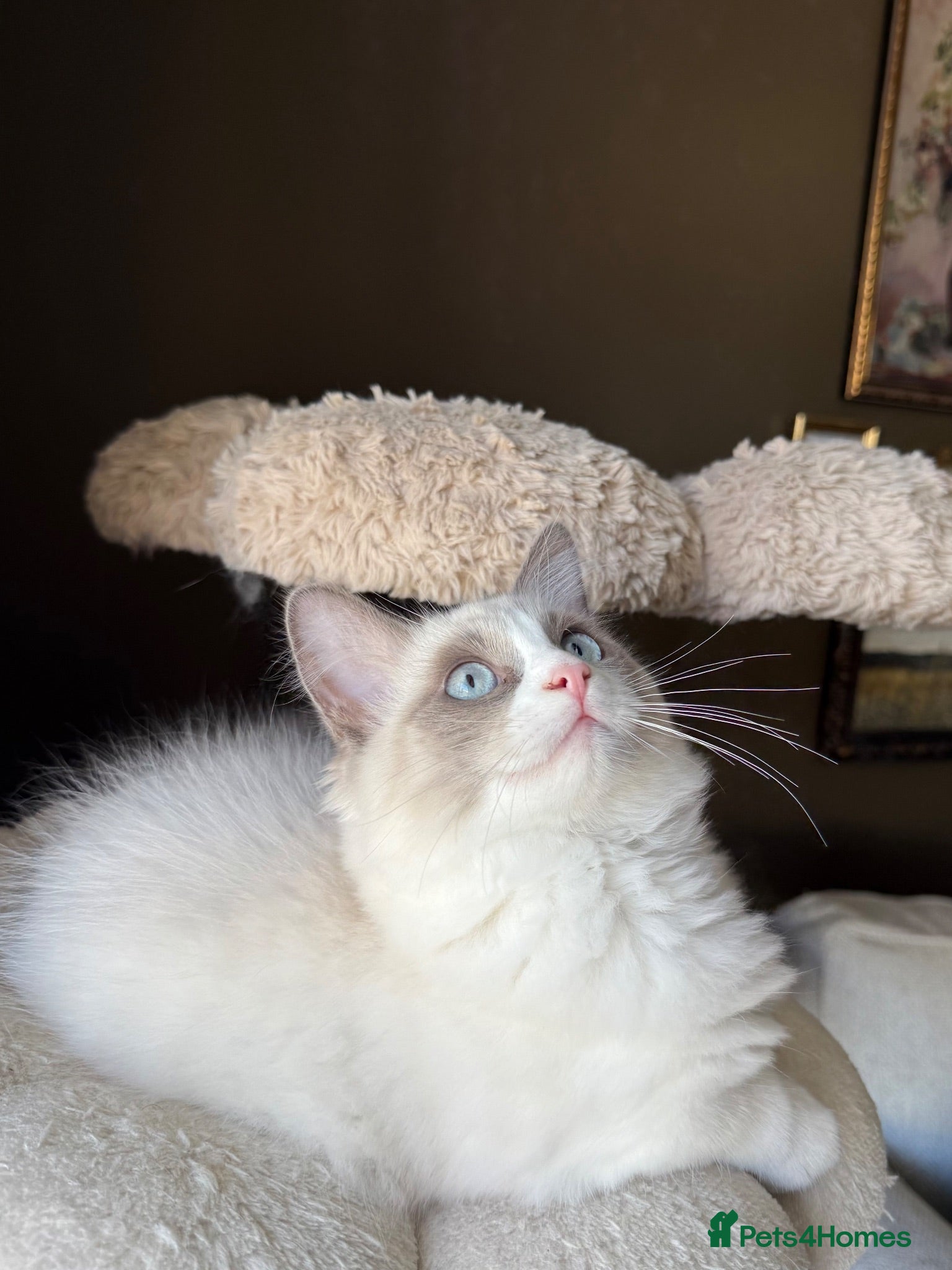 Ragdoll cats Ready to Leave! Beautiful ragdolls  - Advert 2
