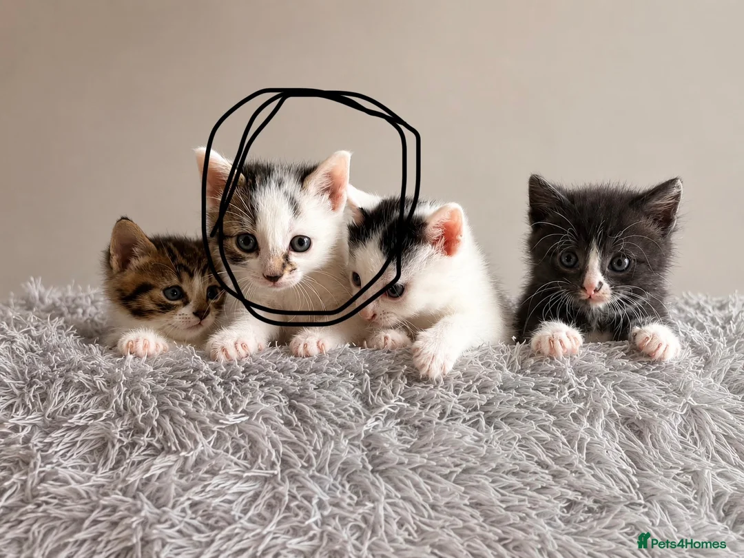 Mixed Breed cats for sale: One female tabby and white kitten left  - Advert 1