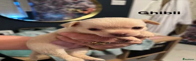Chihuahua 1 Ghibli