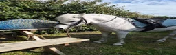 Welsh Section A horses for sale: **ELSA** Manorfields Silver Lady, FleaBitten Grey in Wigan - Advert 12