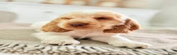 Cocker Spaniel dogs for sale: Show type cocker spaniels  - Advert 8
