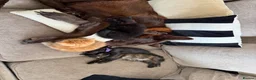 Mixed Breed cats for sale: Kittens 🐱  - Advert 4