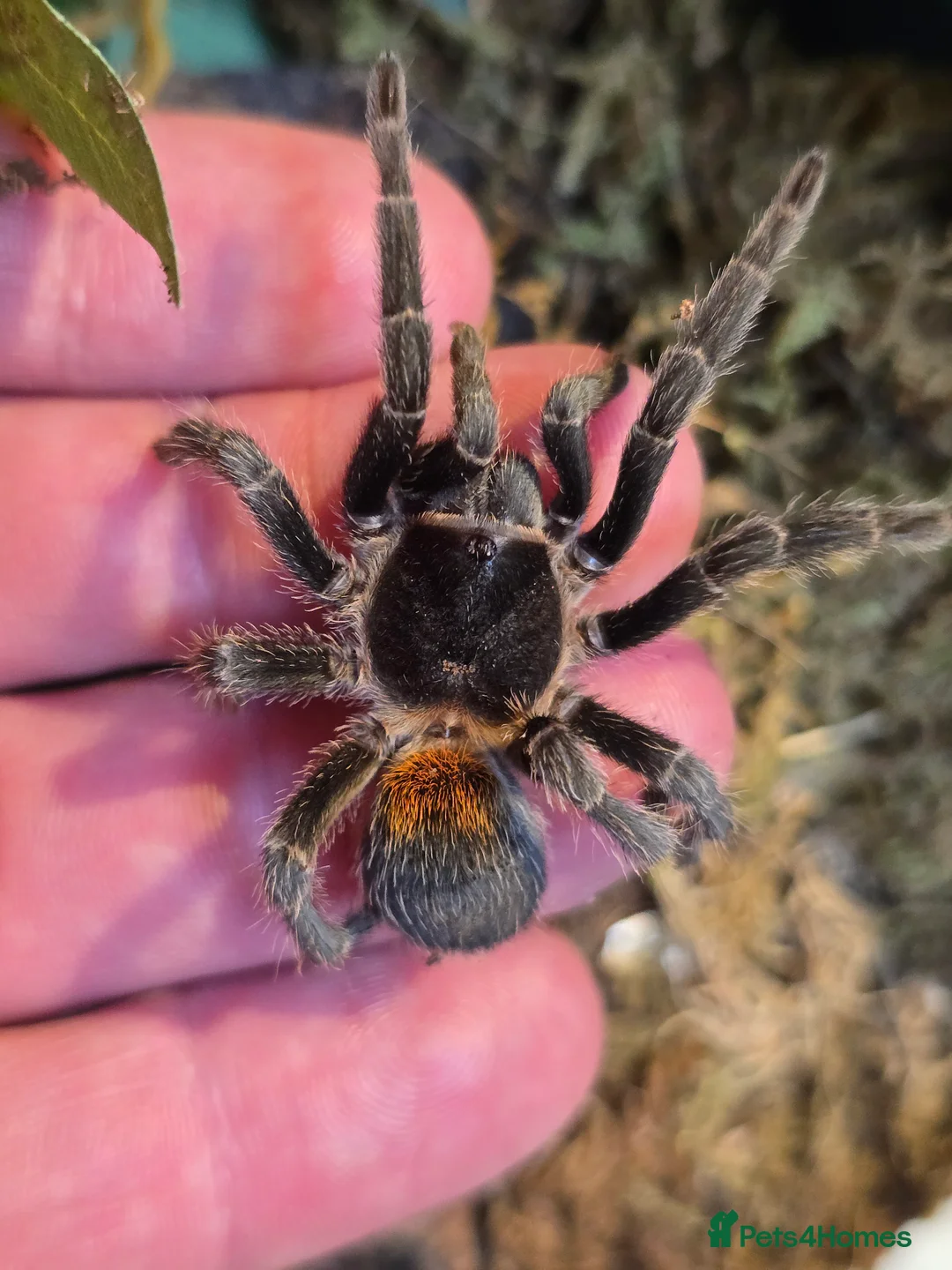 Tarantulas invertebrates for sale: Tarantulas - Advert 9