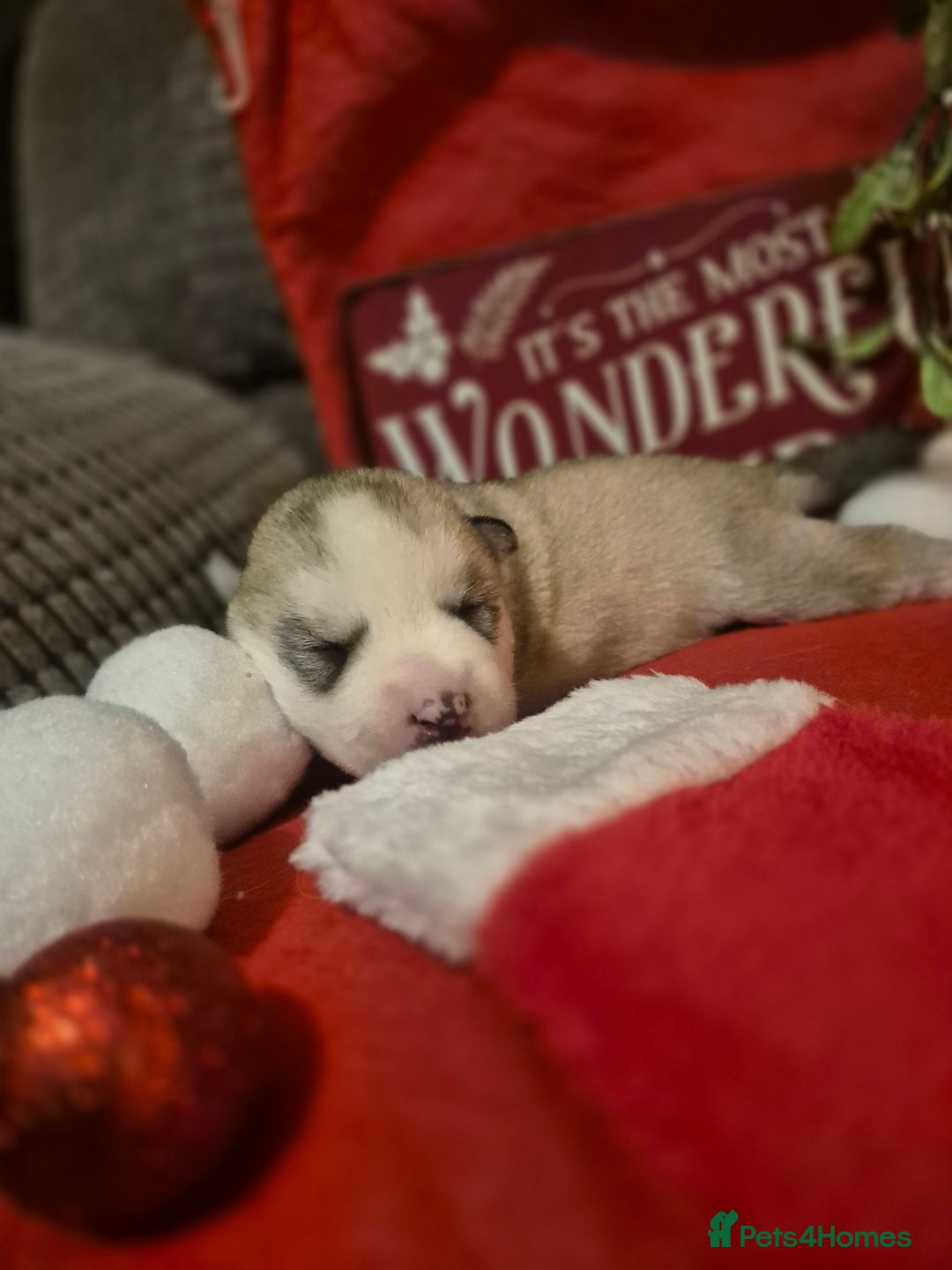 Alaskan Malamute dogs for sale: Beautiful husky malmute puppies - Advert 15