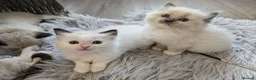Ragdoll cats for sale: Ragdoll Kittens - Advert 9