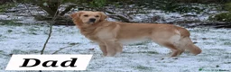 Golden Retriever dogs for sale: Cream Golden Retriever / Goldador boys  - Advert 3