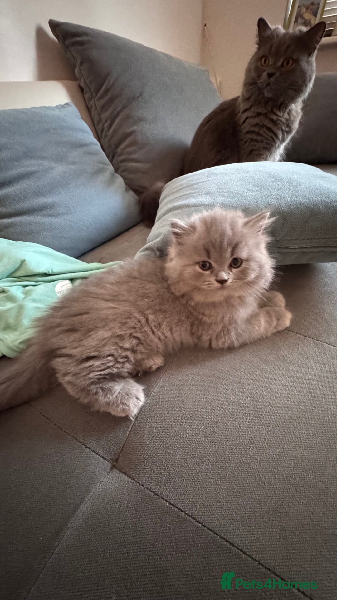 British Longhair cats for sale: British longhair ready for home in Watford - Image 23