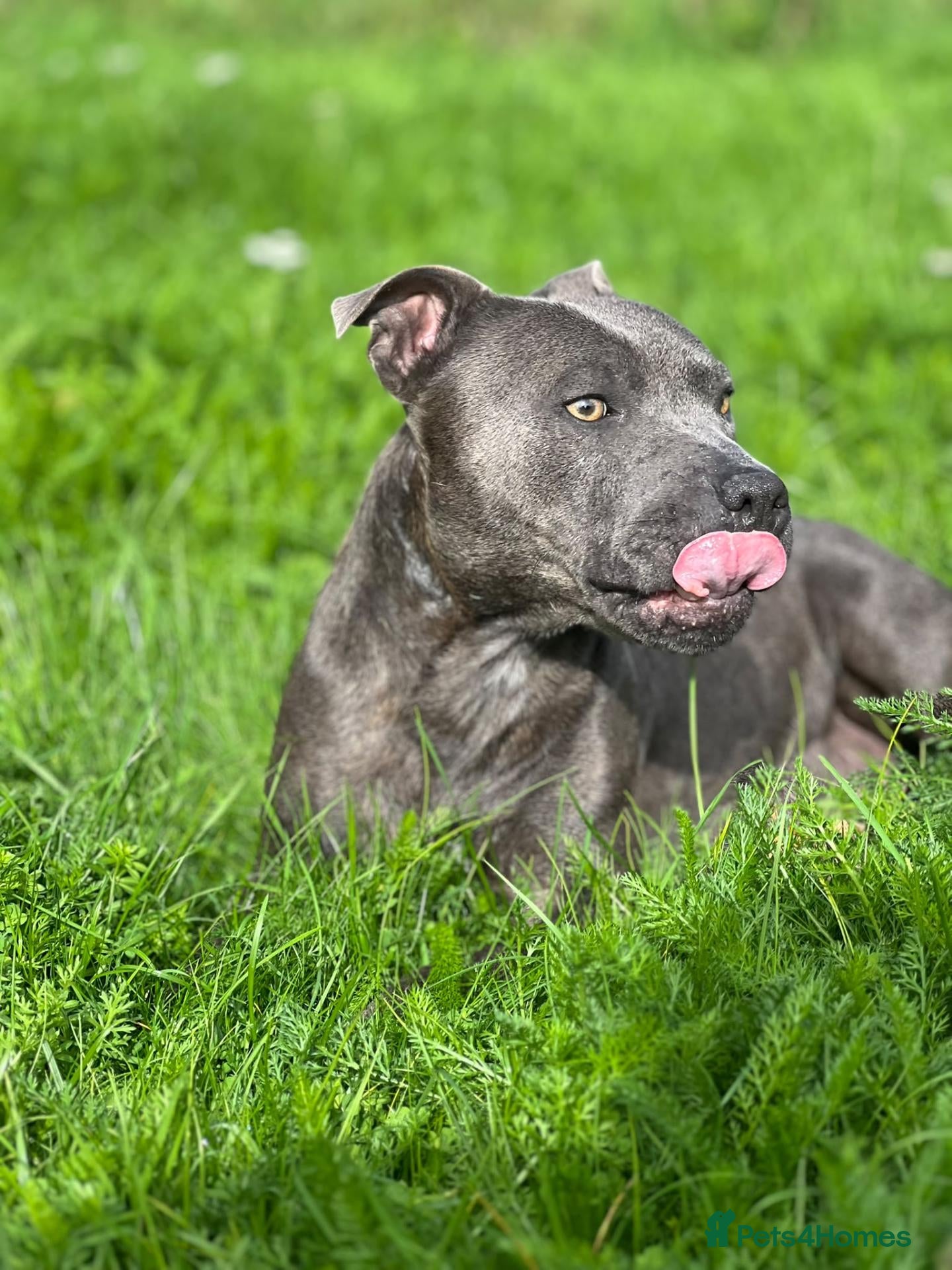 Staffordshire Bull Terrier dogs STUNNING BLUE STAFFY PUPPIES - Advert 12