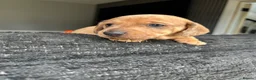 Miniature Dachshund dogs for sale: Miniature Dachshund  in Leigh-on-Sea - Advert 4