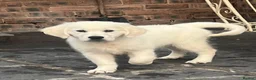 Golden Retriever dogs for sale: Little Polar Bear Puppies - Advert 25