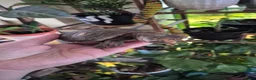 Tortoise reptiles for sale: CB24 Red foot tortoises  - Advert 2