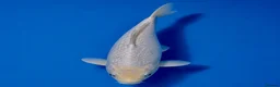 Koi Carp fish for sale: Japanese Koi - Top Quality - Advert 10