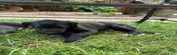 Mixed Breed dogs for sale: Deerhound X Wolfhound puppies  - Advert 9