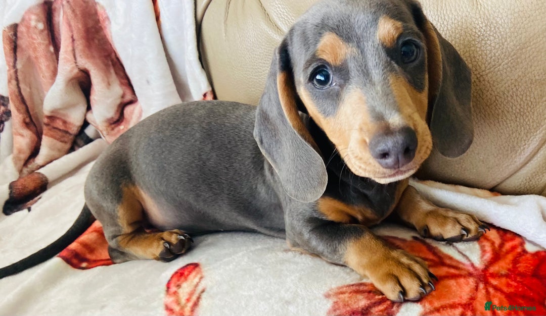 Miniature Dachshund dogs for sale: Miniature dachshunds - Image 9