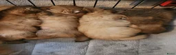 Pomeranian dogs for sale: Tiny teddy bear Pomeranian puppies 3 girls 1 boy in Crieff - Advert 3