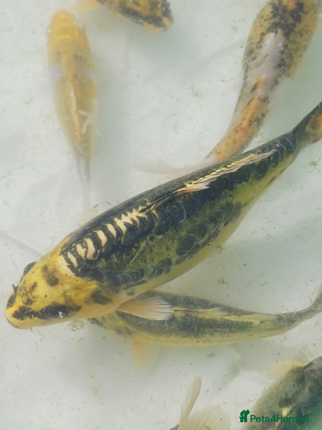 Koi Carp fish for sale: UK koi carp  - Image 5
