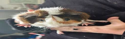 Guinea Pig rodents for sale: Bonded Pair Of Guinea Pigs (Males) - Advert 3