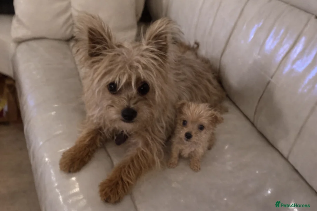 Yorkshire Terrier dogs for sale: Tiny Yorkshire terrier puppy  - Advert 2