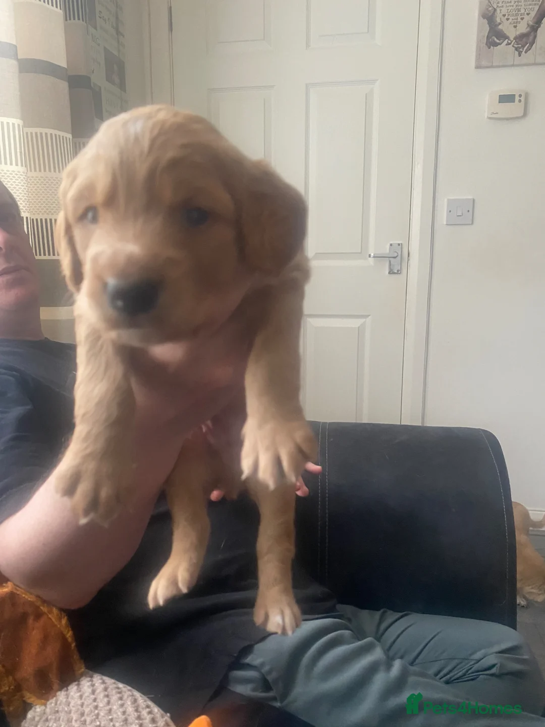 Mixed Breed dogs for sale: Cocker collie pups in Warrington - Advert 5