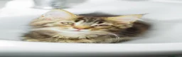Maine Coon cats for sale: Gorgeous pure breed Mainecoon kittens ready now - Advert 32