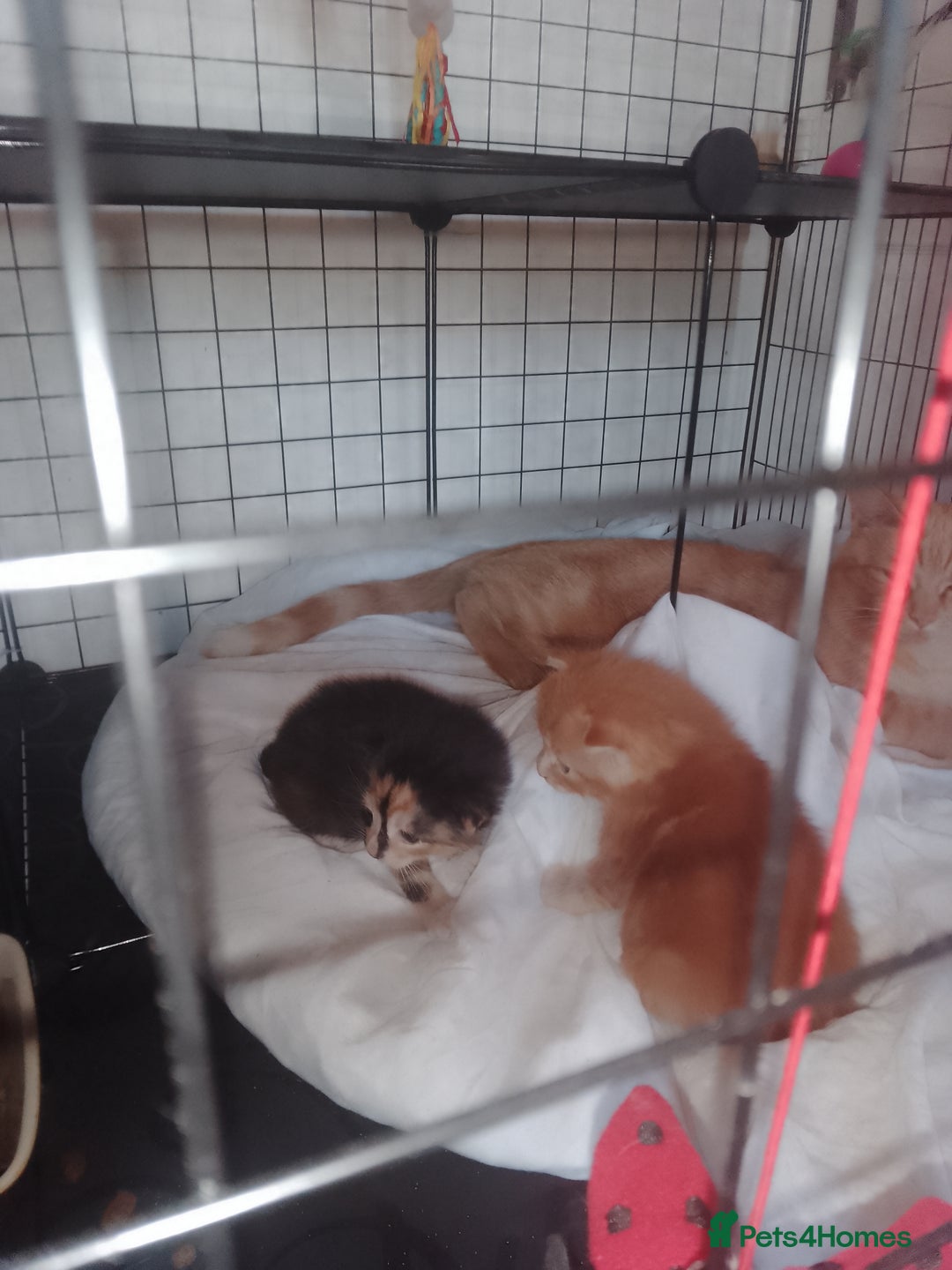 British Shorthair cats for sale: Kittens need lovely home  - Image 4