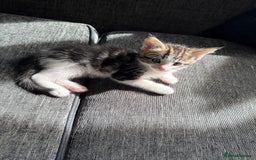 Mixed Breed cats for sale: 7 mix breed healthy kittens  in Sheffield - Image 6