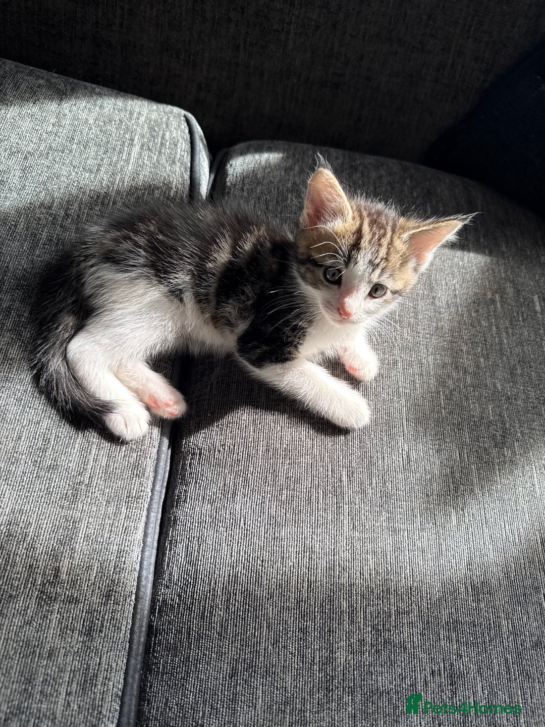 Mixed Breed cats for sale: 7 mix breed healthy kittens  in Sheffield - Image 6