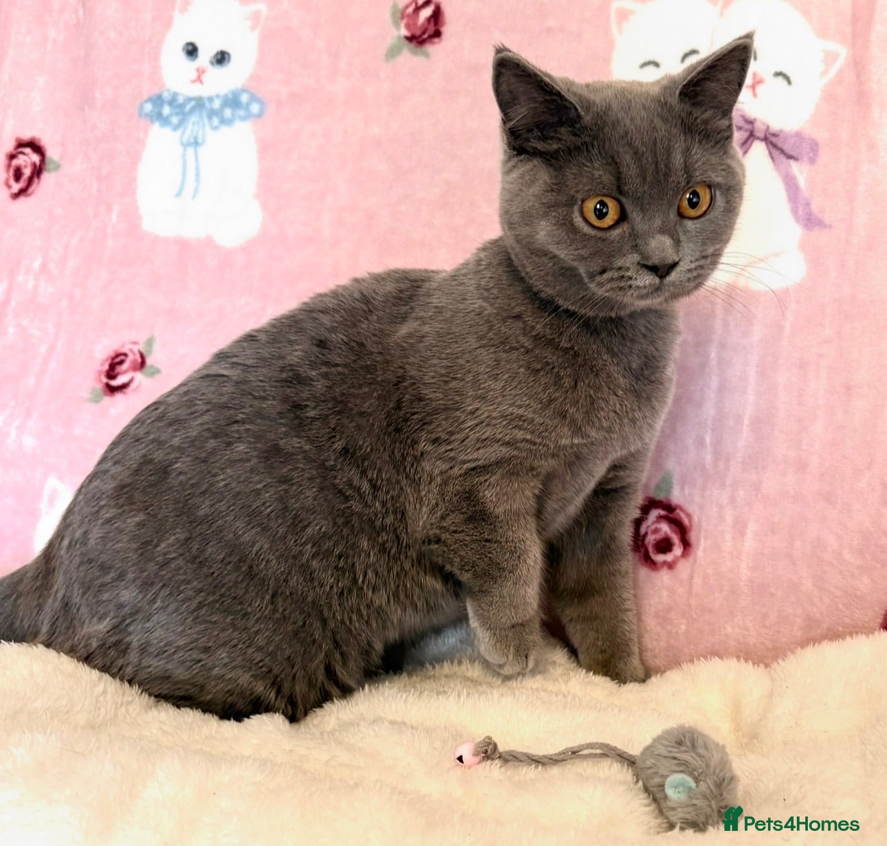 British Shorthair cats last 2 girls*TICA reg. British shorthair kittens - Advert 2