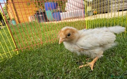Chickens poultry for sale: Mixed breed day old chicks   - Image 7
